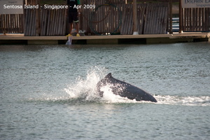 20090422 Singapore-Sentosa Island  72 of 138 